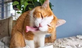 猫九酱吃瓜,揭秘娱乐圈那些不为人知的幕后故事