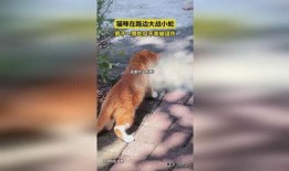 吃瓜小蛇,揭秘娱乐圈背后的秘密与真相