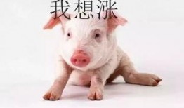 小猪吃瓜直播回放,趣味横生的欢乐时光回顾