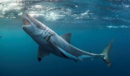 大奇吃瓜鲨鱼,勇吃瓜鲨鱼，揭秘海洋奇遇记