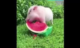 猪子吃瓜,趣味横生的田园生活瞬间