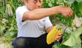 海角网暴吃瓜网,揭秘网络舆论场的双面魅力