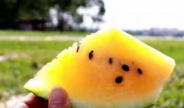 海角网暴吃瓜网,揭秘网络舆论场的双面魅力