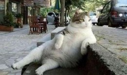 猫九酱吃瓜,揭秘娱乐圈那些不为人知的幕后故事