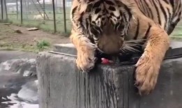 吃瓜的老虎,一场娱乐圈的神秘大戏