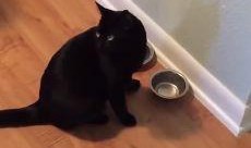 小猫吃瓜声控,小猫吃瓜声控，萌动你的心弦