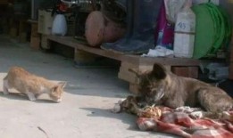 吃瓜小狗车祸视频,吃瓜小狗遭遇车祸，网友热议生命无常