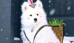 吃瓜猹图片,揭秘网络热图背后的趣味与思考