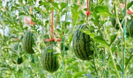 国产吃瓜最新,揭秘娱乐圈幕后风云