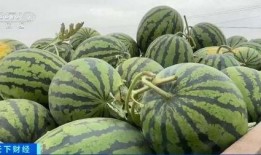 吨吨小宝吃瓜,吨吨小宝的瓜界探险记