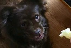 吃瓜围观的狗子,揭秘娱乐圈幕后故事