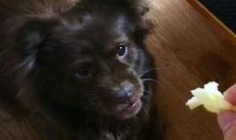 吃瓜围观的狗子,揭秘娱乐圈幕后故事