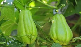 佛手瓜内核可以吃吗,可食用之谜揭晓