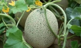 海南网瓜怎么吃,解锁热带水果的多样美味吃法