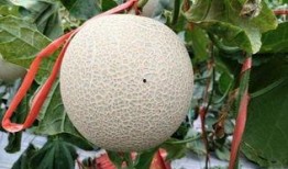 吃瓜掉了一百块,瓜价上涨还是意外频发？