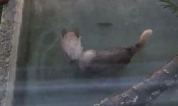 吃瓜狼避雷,揭秘网络谣言背后的真相