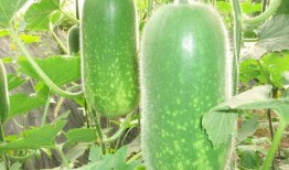 国内最新吃瓜事件,一场引发全民关注的“瓜界风云”