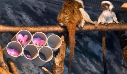 毛猴吃瓜,瓜田里的欢乐食记