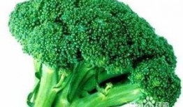 网红西兰花吃瓜