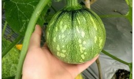 final小豪吃瓜,揭秘娱乐圈最新热点事件