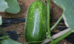 九宸吃瓜,揭秘娱乐圈背后的秘密与真相