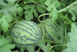 武汉买肉吃瓜,买肉吃瓜，品味市井生活