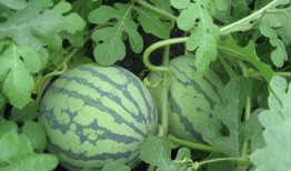 武汉买肉吃瓜,买肉吃瓜，品味市井生活