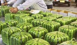 邯郸水城吃瓜事件,一场网络热议的瓜田奇谈