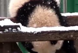 吃瓜小熊痛经,甜蜜烦恼的甜蜜见证