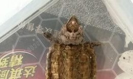 大鳄龟吃瓜,瓜果盛宴