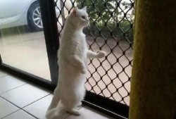 夏天猫带你吃瓜,猫带你瓜果飘香