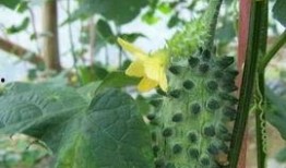 火星人吃瓜,揭秘神秘星球上的娱乐生活