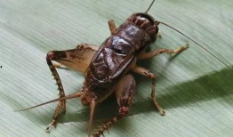 吃瓜算蛐蛐吗,揭秘网络热词背后的文化现象