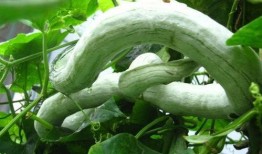 惩罚孩子吃蛇瓜,教育孩子的新奇方式