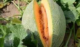 哈密瓜能跟山竹一起吃吗,哈密瓜与山竹同食的注意事项解析