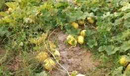 鱼刺瓜可以怎么吃,创意烹饪新体验