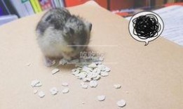 仓鼠南吃瓜,仓鼠南的瓜田奇遇记