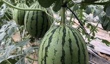 网红吃瓜精品,揭秘娱乐圈幕后真相