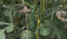 郑州南京吃瓜,两地美食文化碰撞之旅