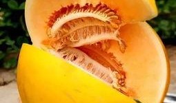 甘肃吃蜜瓜的香味