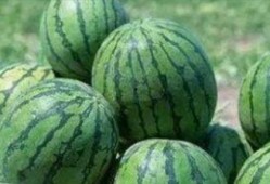 卫宫吃瓜照片,揭秘宫廷秘闻