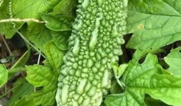 花叶吃瓜,探寻自然与味蕾的和谐交响