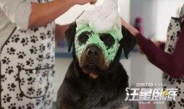 汪星卧底吃瓜,揭秘宠物界的神秘事件