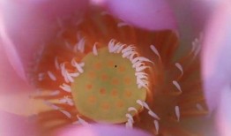 莲花的吃瓜,揭秘莲花背后的神秘“吃瓜”传说