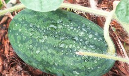 莆田涵江吃瓜,夏日吃瓜盛宴，品味地方特色生活