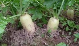 萝卜吃瓜网,揭秘网络世界的趣味与真相